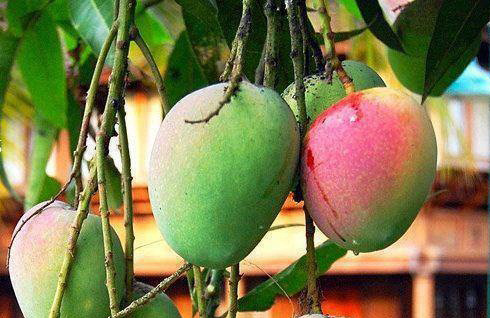 Indian Mango