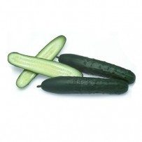 Ooty Cucumber